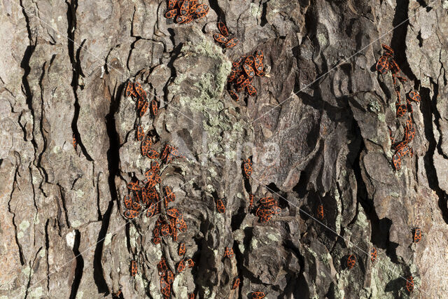 Firebug (Pyrrhocoris apterus)