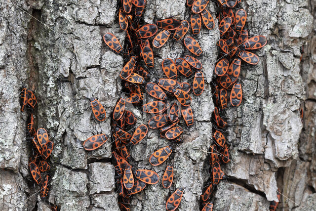 Vuurwants (Pyrrhocoris apterus)