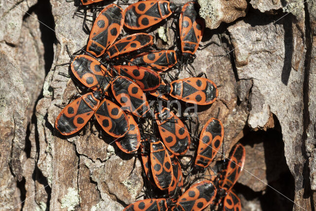 Firebug (Pyrrhocoris apterus)