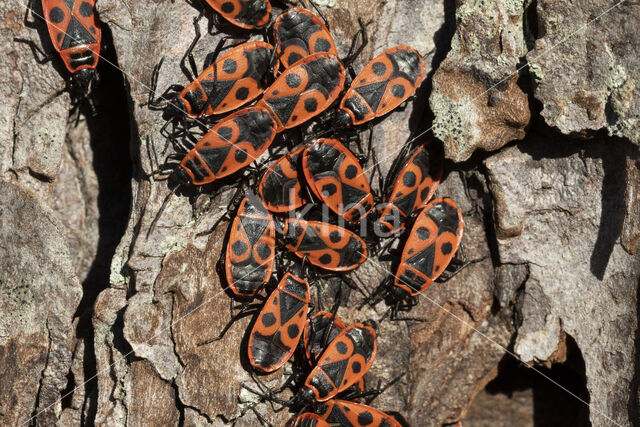 Vuurwants (Pyrrhocoris apterus)