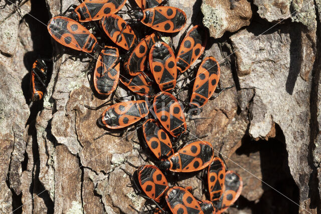 Vuurwants (Pyrrhocoris apterus)