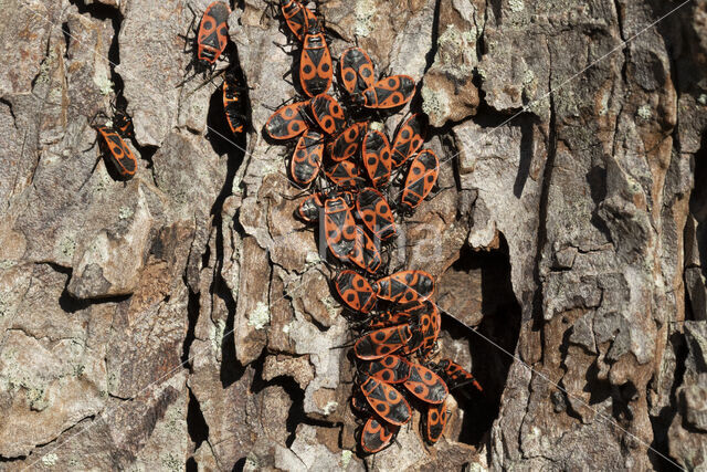 Firebug (Pyrrhocoris apterus)