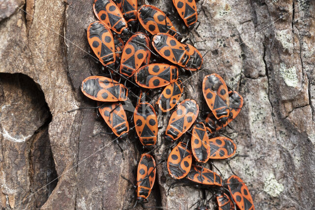 Vuurwants (Pyrrhocoris apterus)