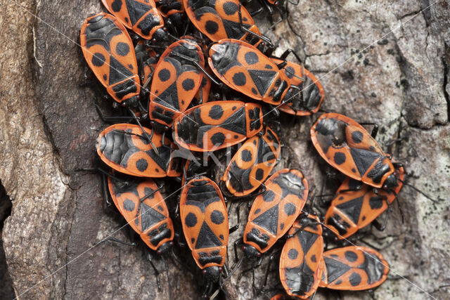 Firebug (Pyrrhocoris apterus)