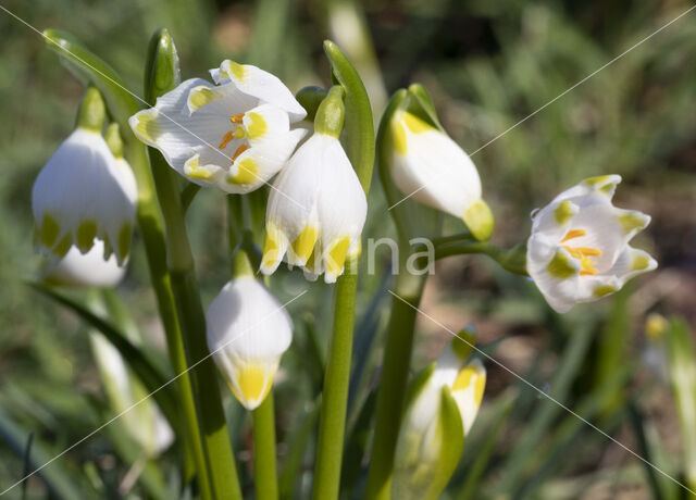 Lenteklokje (Leucojum vernum)