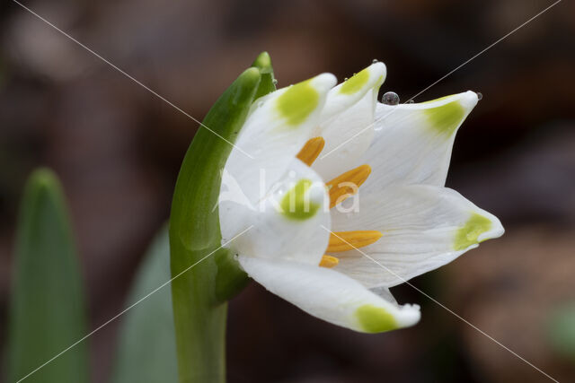 Lenteklokje (Leucojum vernum)