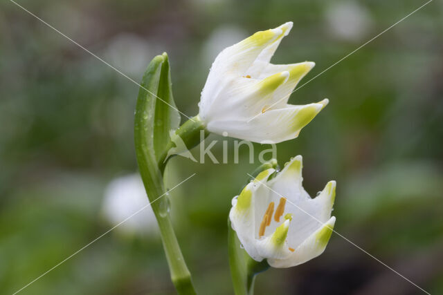 Lenteklokje (Leucojum vernum)