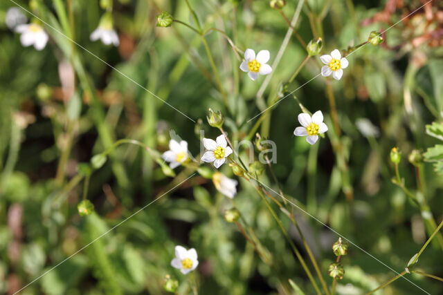 Geelhartje (Linum catharticum)