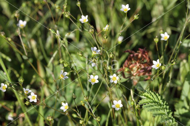 Geelhartje (Linum catharticum)