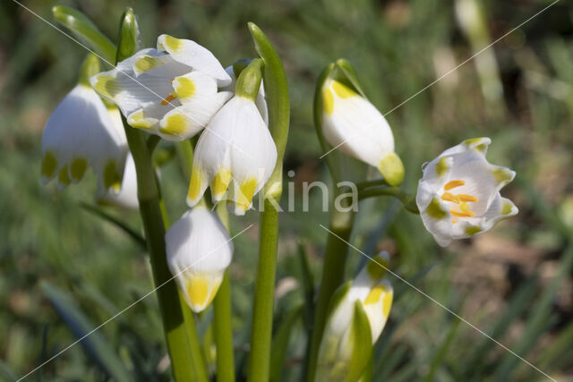 Lenteklokje (Leucojum vernum)