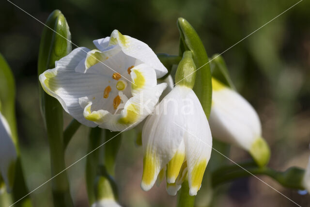 Spring Snowflake (Leucojum vernum)