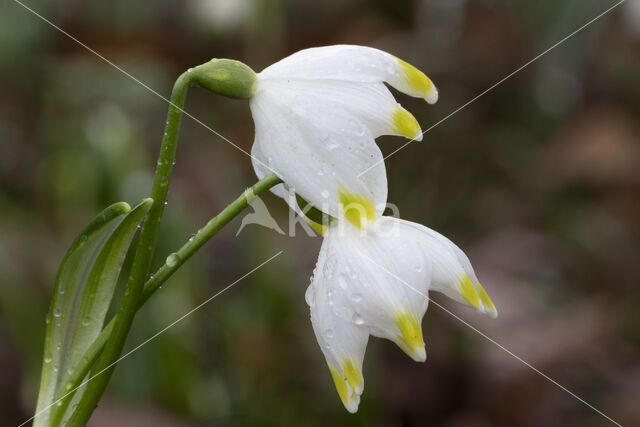 Lenteklokje (Leucojum vernum)