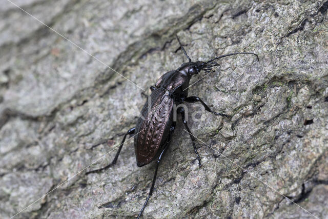 kettingschallebijter (carabus granulatus)