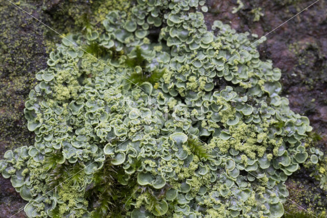 Hamsteroortje (Normandina pulchella)