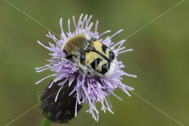 Scarab beetle (Trichius fasciatus)