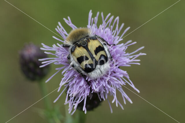 Penseelkever (Trichius fasciatus)