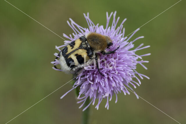 Penseelkever (Trichius fasciatus)