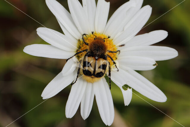 Penseelkever (Trichius fasciatus)