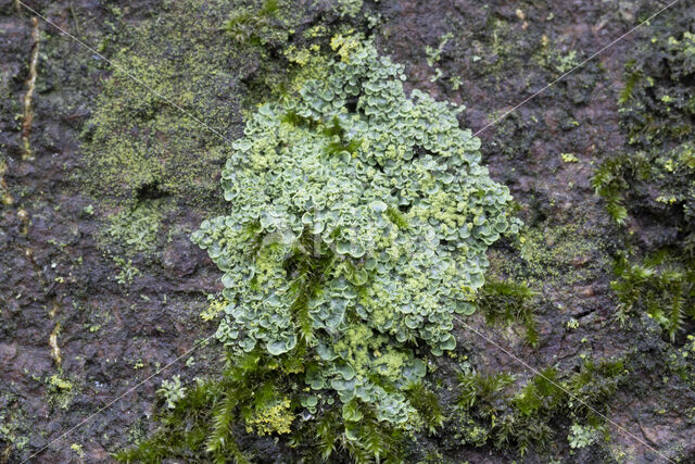 Hamsteroortje (Normandina pulchella)