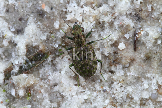 ground Beetle (Elaphrus riparius)