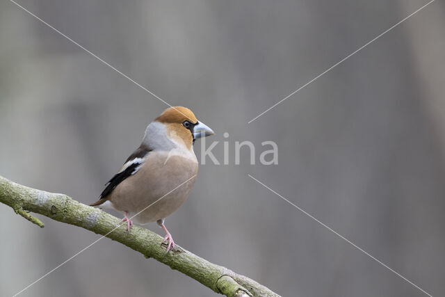 Hawfinch (Coccothraustes coccothraustes)