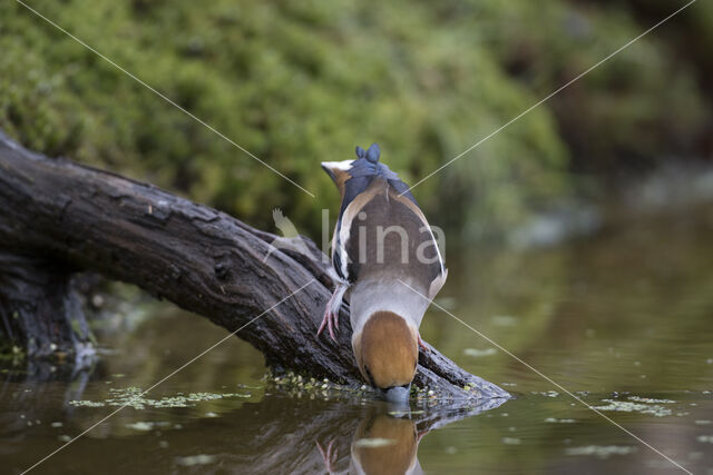 Appelvink (Coccothraustes coccothraustes)