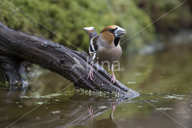 Hawfinch (Coccothraustes coccothraustes)