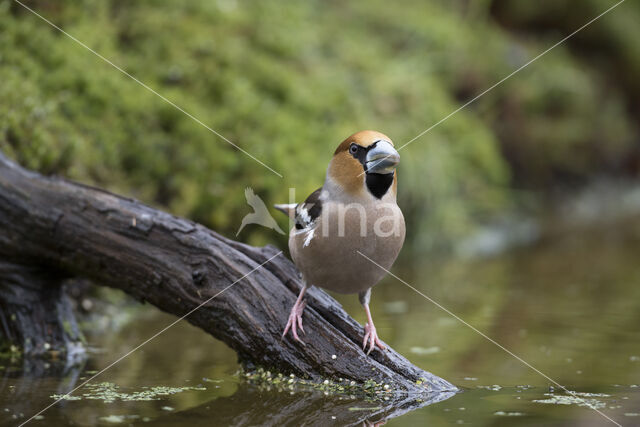 Appelvink (Coccothraustes coccothraustes)