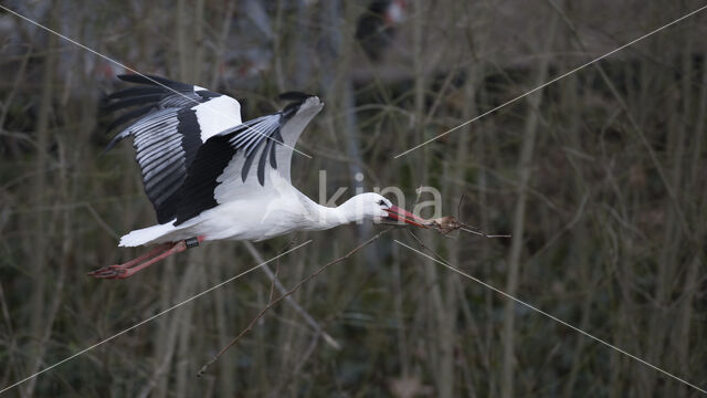 White Stork (Ciconia ciconia)