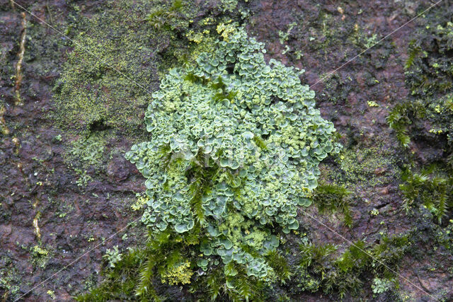 Hamsteroortje (Normandina pulchella)