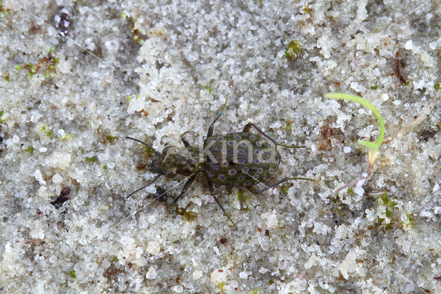 ground Beetle (Elaphrus riparius)