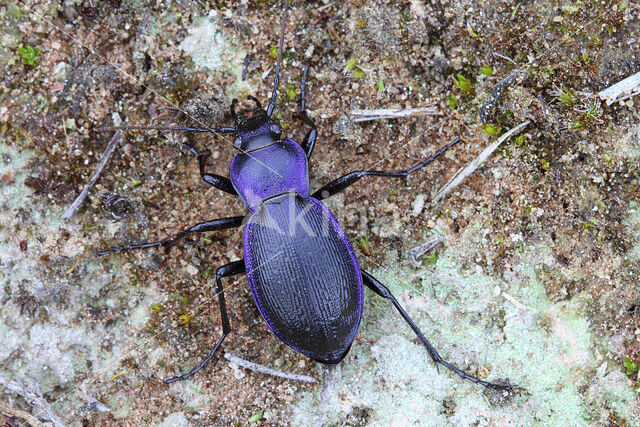 blauwzwarte schallebijter (carabus problematicus)