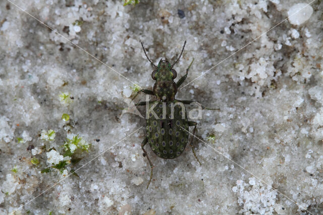 ground Beetle (Elaphrus riparius)