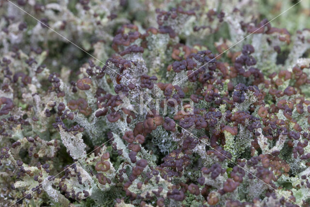 Rafelig bekermos (Cladonia ramulosa)