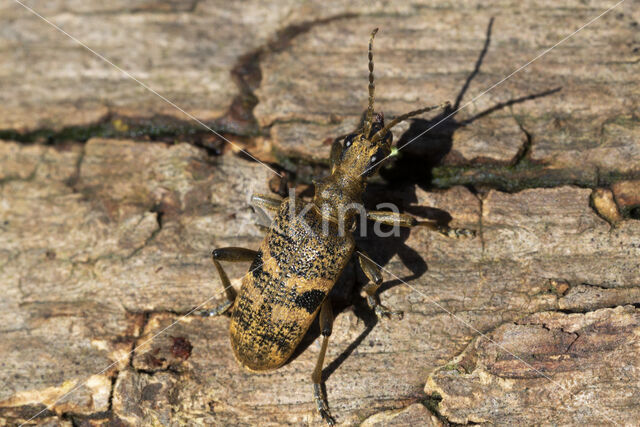 geelzwarte ribbelbok (rhagium mordax)