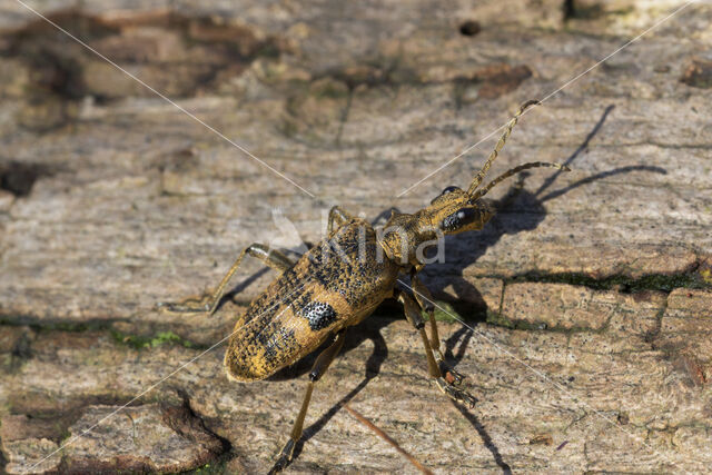 geelzwarte ribbelbok (rhagium mordax)