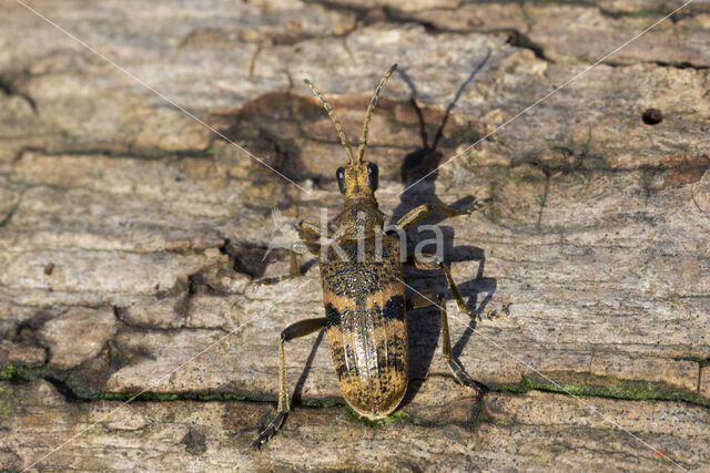 geelzwarte ribbelbok (rhagium mordax)