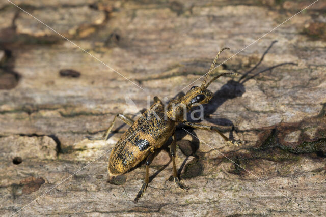 geelzwarte ribbelbok (rhagium mordax)