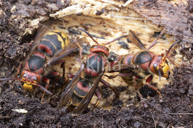 european hornet (Vespa crabro)