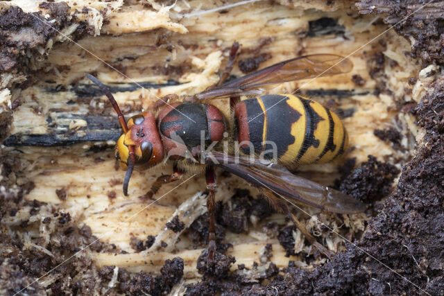 european hornet (Vespa crabro)