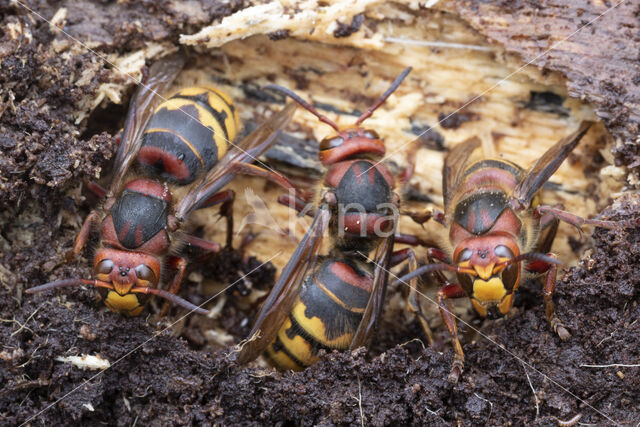 Hoornaar (Vespa crabro)