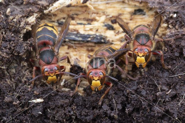 european hornet (Vespa crabro)