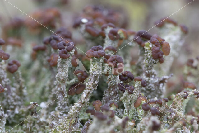 Rafelig bekermos (Cladonia ramulosa)