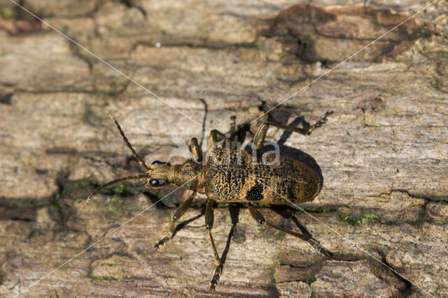 geelzwarte ribbelbok (rhagium mordax)