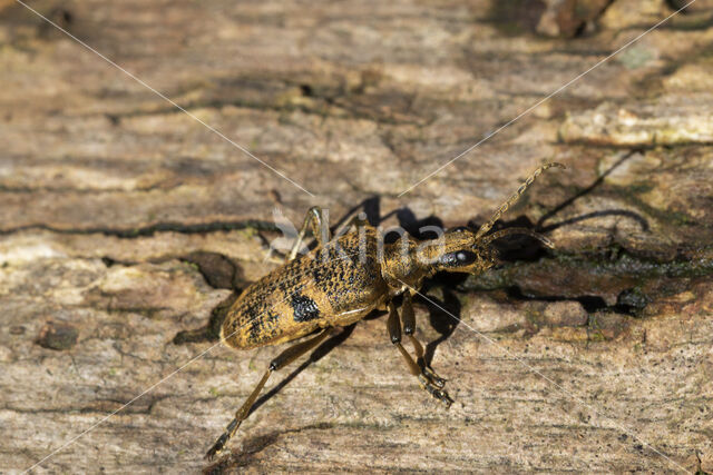 geelzwarte ribbelbok (rhagium mordax)