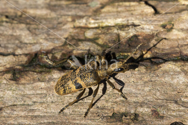 geelzwarte ribbelbok (rhagium mordax)