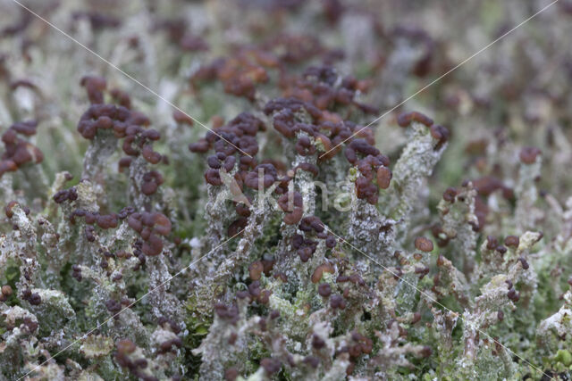 Rafelig bekermos (Cladonia ramulosa)