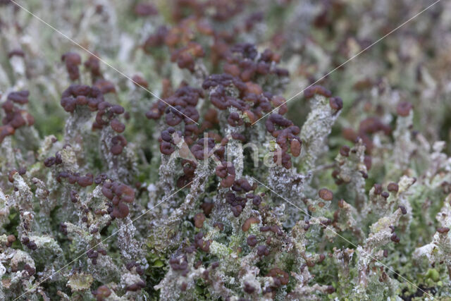 Cladonia ramulosa