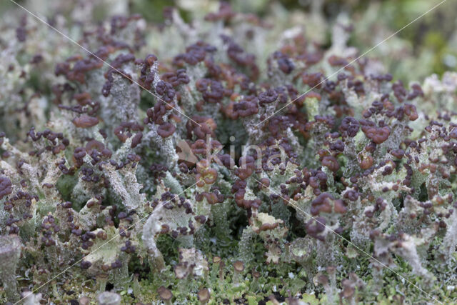 Rafelig bekermos (Cladonia ramulosa)