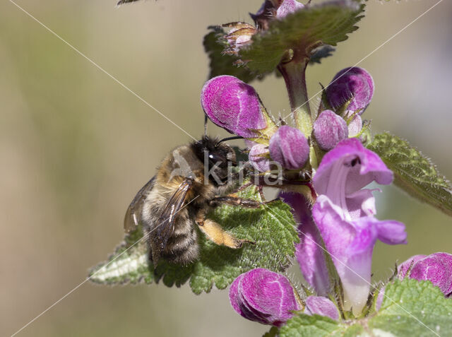 Gewone sachembij (Anthophora plumipes)